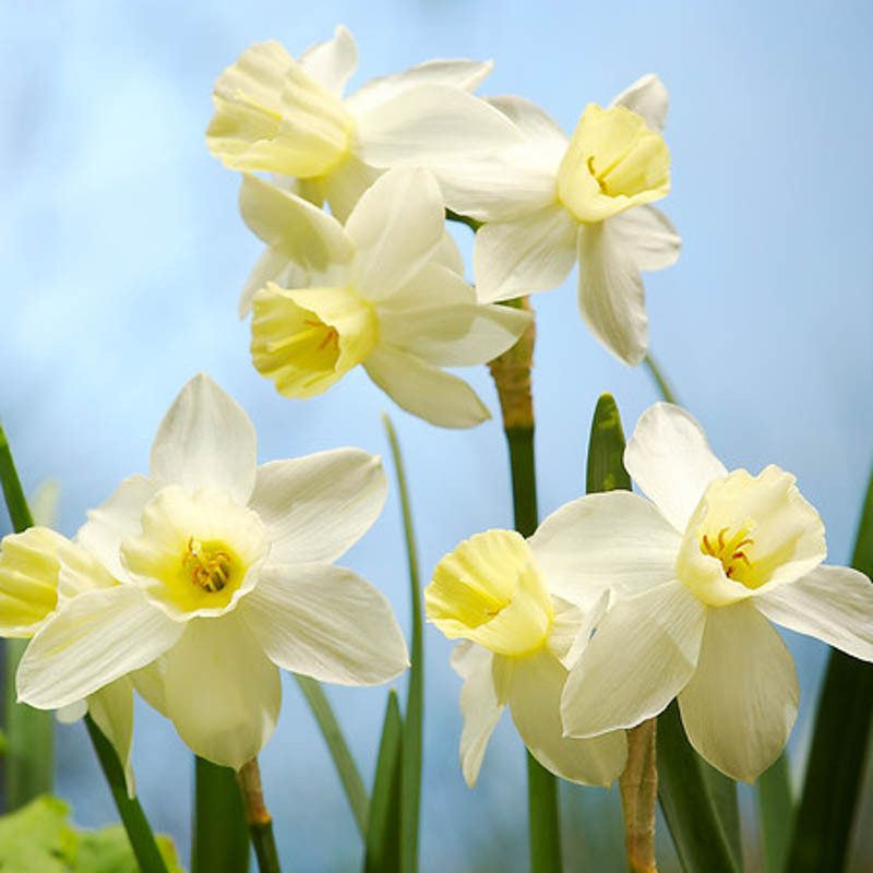 narcissus jonquilla sailboat